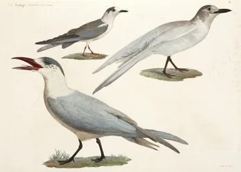 Tärnor och måsar, Egypten