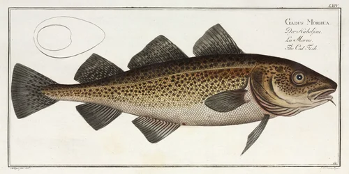 "Torskfisken"