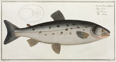 「The Salmon