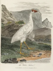 "The White Fulica"