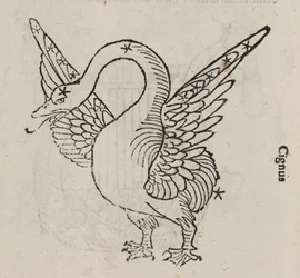 Stjärnbilden Cygnus