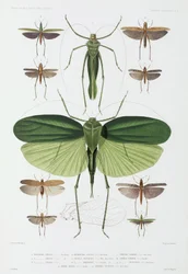 Typer av insekter, Teneriffa och Indonesien