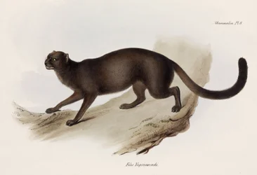 Vesel- eller utterkatt, Sydamerika, omkring 1832-1836