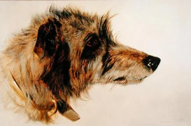 Huvud av en hund