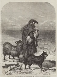 Highland Shepherd