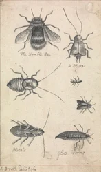 Det ödmjuka biet och insekter