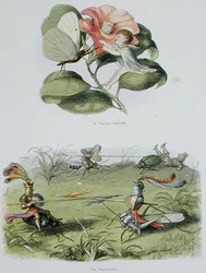 A Dancing Butterfly, and The Tournament, illustrationer från "In Fairyland: A Series of Pictures from the Elf-World" av William Allingham och Andrew Lang (lito i färg)