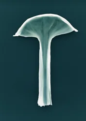 Utan titel, 2003
