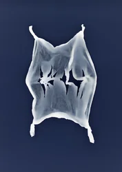 Utan titel, 2003
