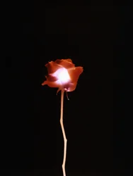 Utan titel, 2007