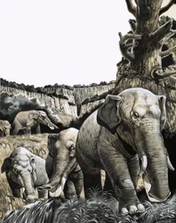 Den märkliga Amebelodon