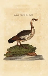 Egyptisk gås, Alopochen aegyptiaca