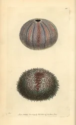 Ätbar sjöborre, Echinus esculentus, från George Shaw och Frederick Nodders "The Naturalist
