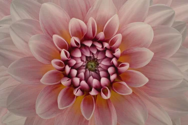 Ljusrosa dahlia