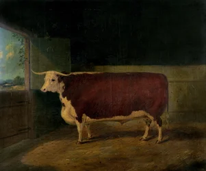 Porträtt av ett pris från Hereford Steer, 1874