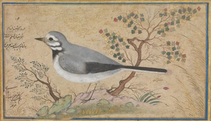 Study of a Bird, daterad A.H. 1043A.D. 1634.