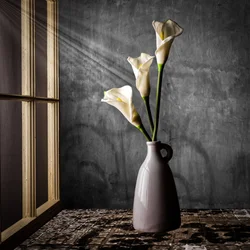 Calla-liljor i solljus