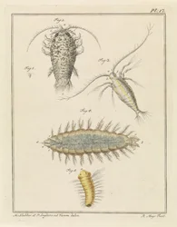 Agatvedlöss, copepod och borstmask