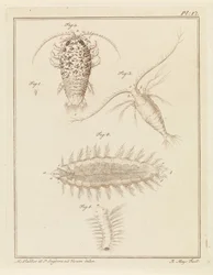 Agat isopod, copepod och borstmask