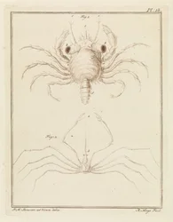 Strandkrabba och en art av pilkrabba