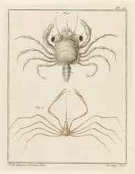 Strandkrabba och en art av pilkrabba