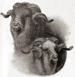 Head of Merino bagge jämfört före och efter klippning, från The Century Illustrated Monthly Magazine, publicerad 1884