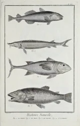 Torsk, tonfisk, lax och stör, illustration från 