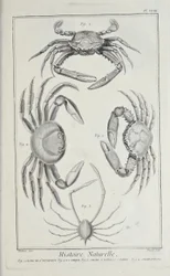 Krabbor, illustration från 