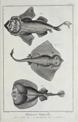 Illustration från 