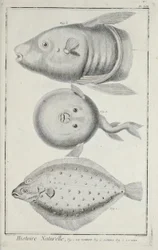 Illustration från 