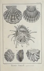Illustration från 