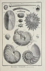 Snäckskal, illustration från 