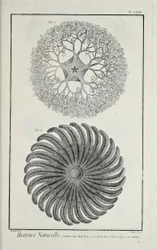 Sjöstjärnor, illustration från 