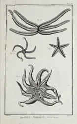 Sjöstjärnor, illustration från 