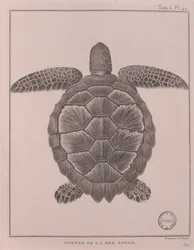 Sköldpadda från Röda havet, illustration från "Resor för att upptäcka Nilens källa, åren 1708 till 1773", av James Bruce, Paris