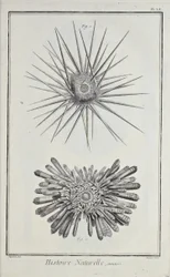 Urchins, illustration från 