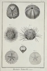 Urchins, illustration från 