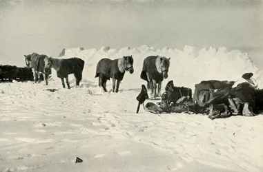 Ponnyer bakom sitt skydd i lägret vid barriären, 1911, 1913