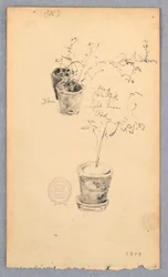 Teckning, Blomkrukor, 1877