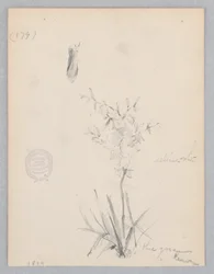 Blommande växt