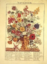 november från "Flower Garden Displayed"