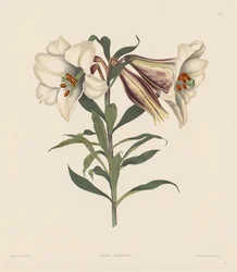 Ett urval av hexandriska växter, tillhörande den naturliga ordningen Amaryllidae..., 1831-1832.