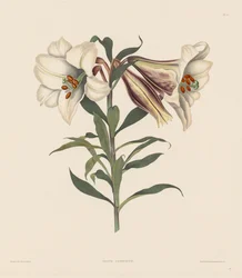 Ett urval av hexandriska växter, som tillhör den naturliga ordningen Amaryllidae och Liliacae: Japansk lilja