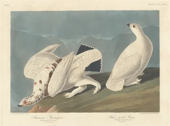 Amerikansk dalripa och vitstjärtad ripa, 1838.