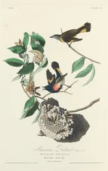 Amerikansk rödstjärt, 1828.