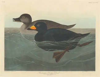 Amerikansk sjöorre, 1838.