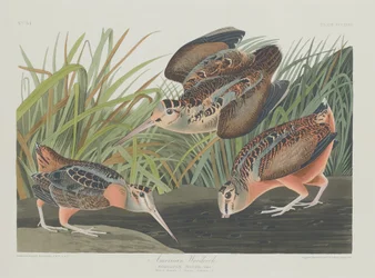 Amerikansk morkulla, 1835