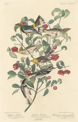 Audubons sångare, eremitsångare och svartstrupig gråsångare, 1837.