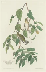 Höstsångare, 1830.