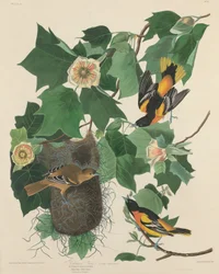 Baltimore Oriole, 1827.
